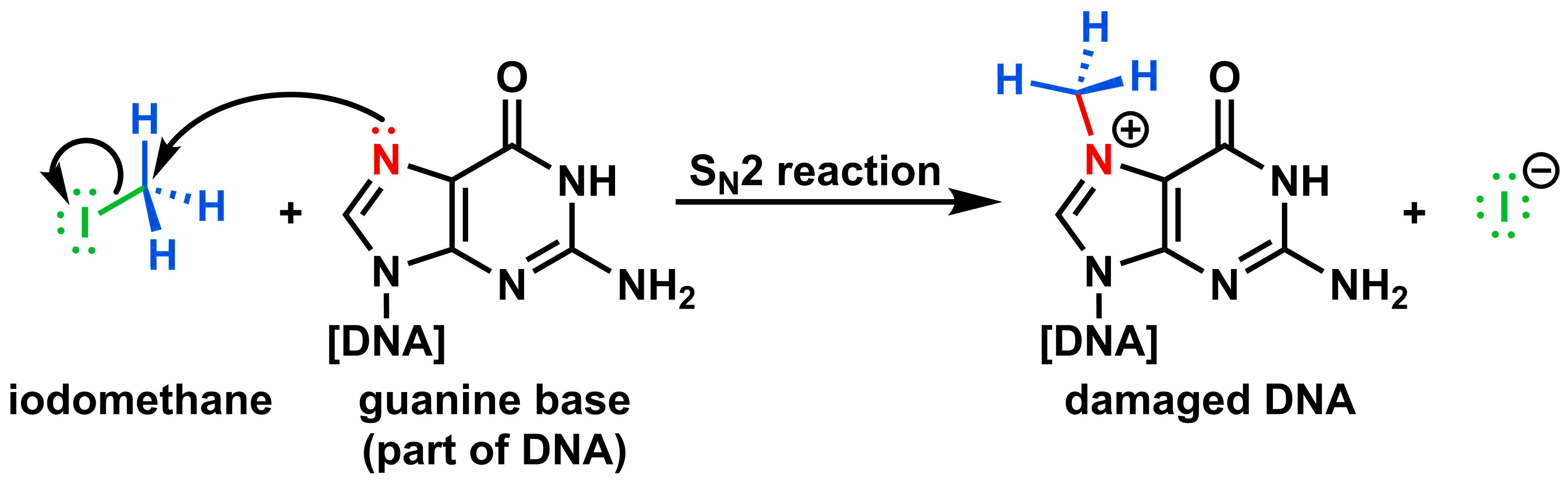 iodomethane-alkylating-mechanism-2